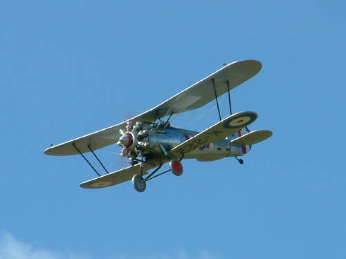 bulldogfly