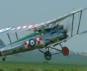 bulldogfly