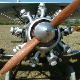 Bulldog front
